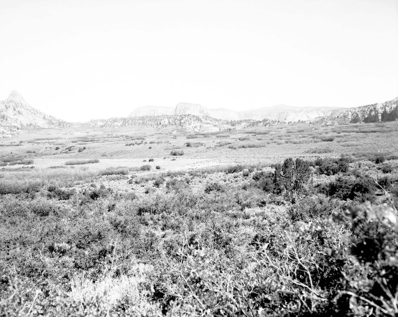 Sandy flats. Pinyon and juniper growing in the Kolob section.