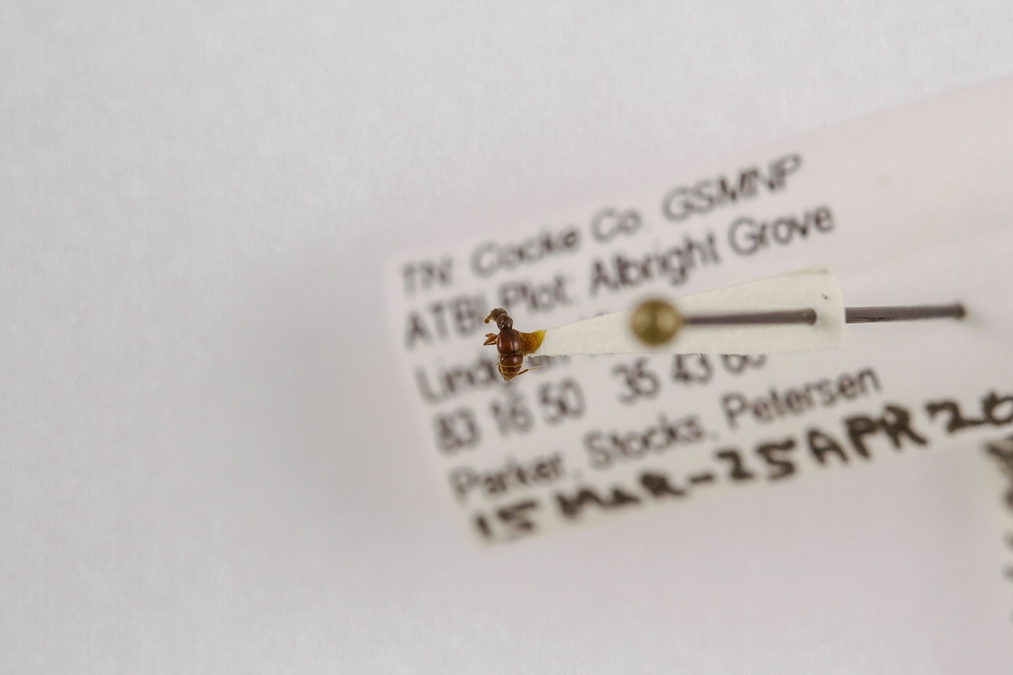 Image of Batrisodes lineaticollis, a species of Animalia