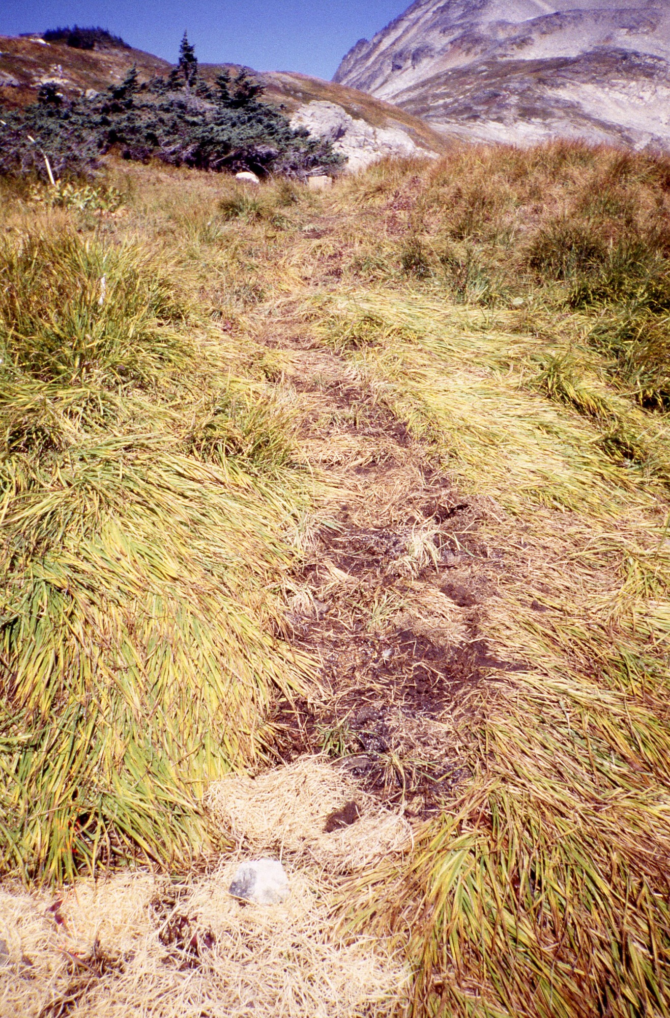 A hillside with a narrow patchy strip of dirt and grasses. At the top of the hill are trees and the base of a mountainside.