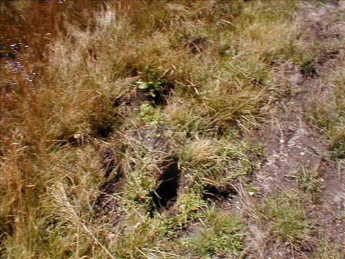 Meadow impacts from stock use at Lower Rock Creek Crossing, Sequoia and Kings Canyon National Park