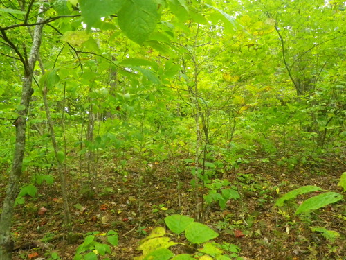 GRSM Accuracy Assessment. Plot Code: GRSM_AA_0491_2