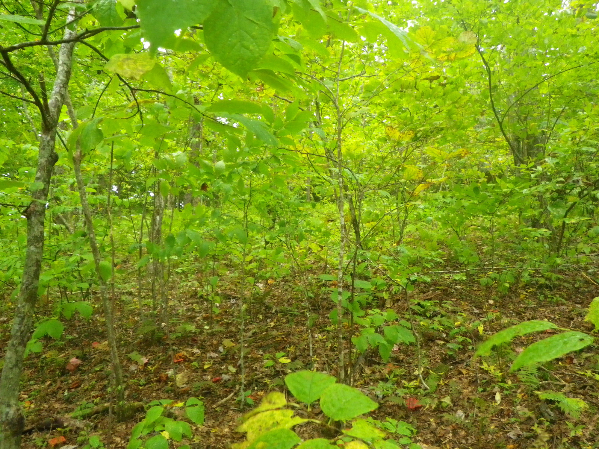 GRSM Accuracy Assessment. Plot Code: GRSM_AA_0491_2