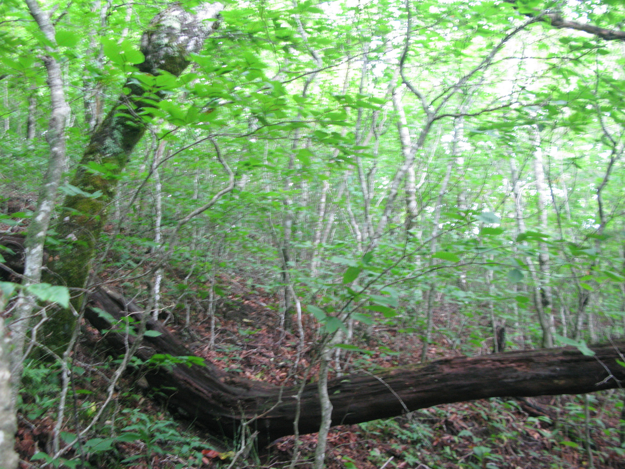 Plot Code: GRSM_AA_0671_2