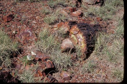 Petrified Wood at Petrified Forest National Park, Arizona