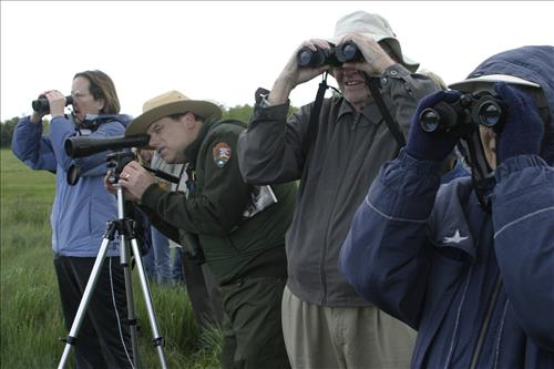 Bird watching at Coliseum site