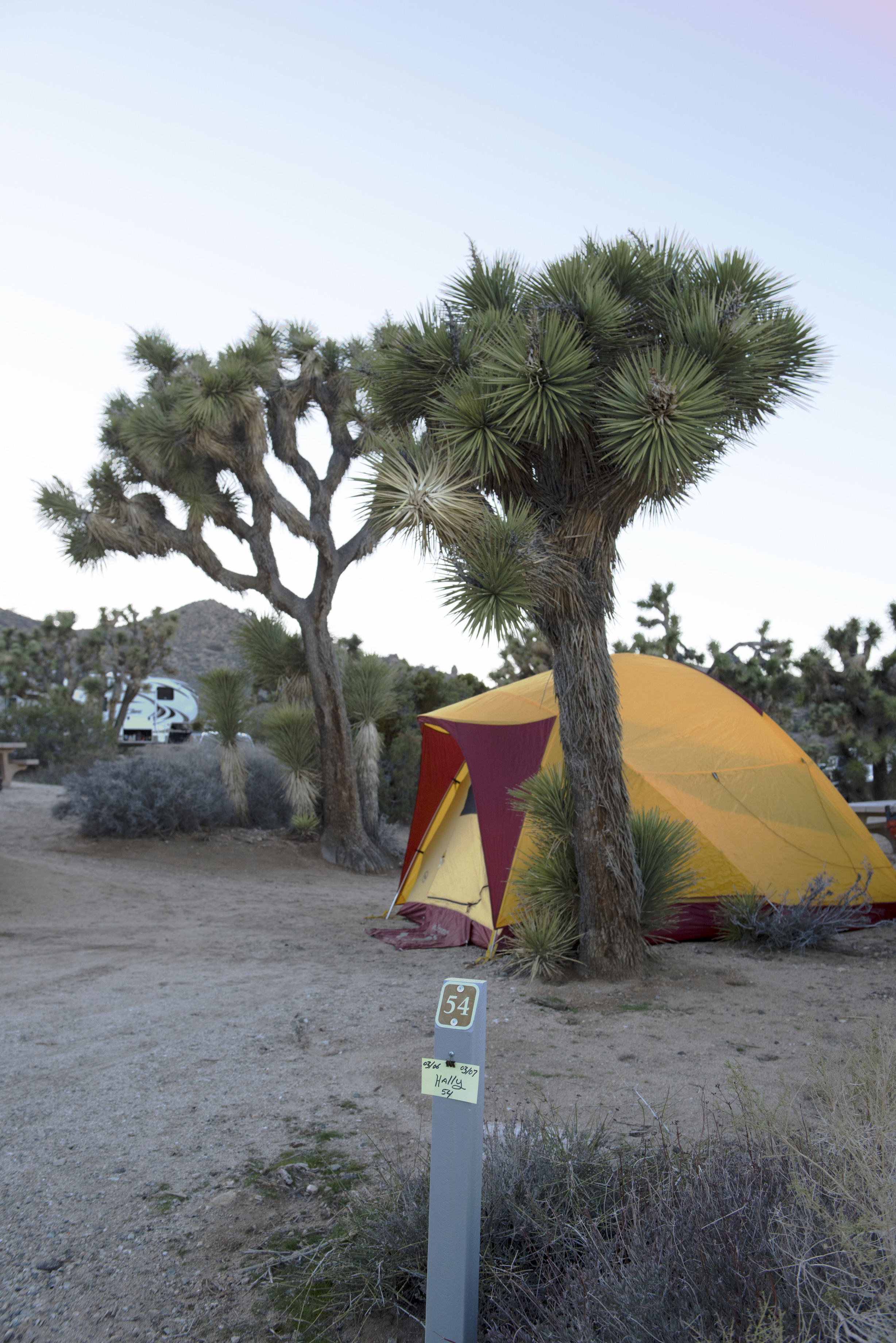 A tent set up in a campsite at surrounded by Joshua trees. 