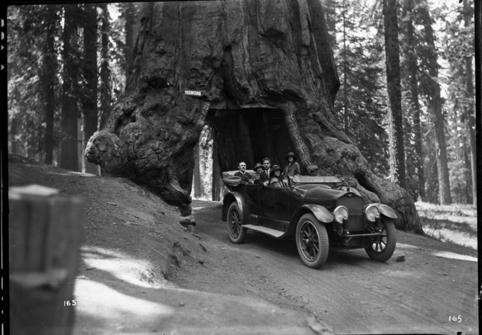 Copy Neg: Leroy Radanovich, December 1997. A motor stage passing through the tunnel of the Wawona Tree in the Mariposa Grove. [License plate reads "CAL-21" - most likely 1921 - October 24, 2001 Bruce Anderson].