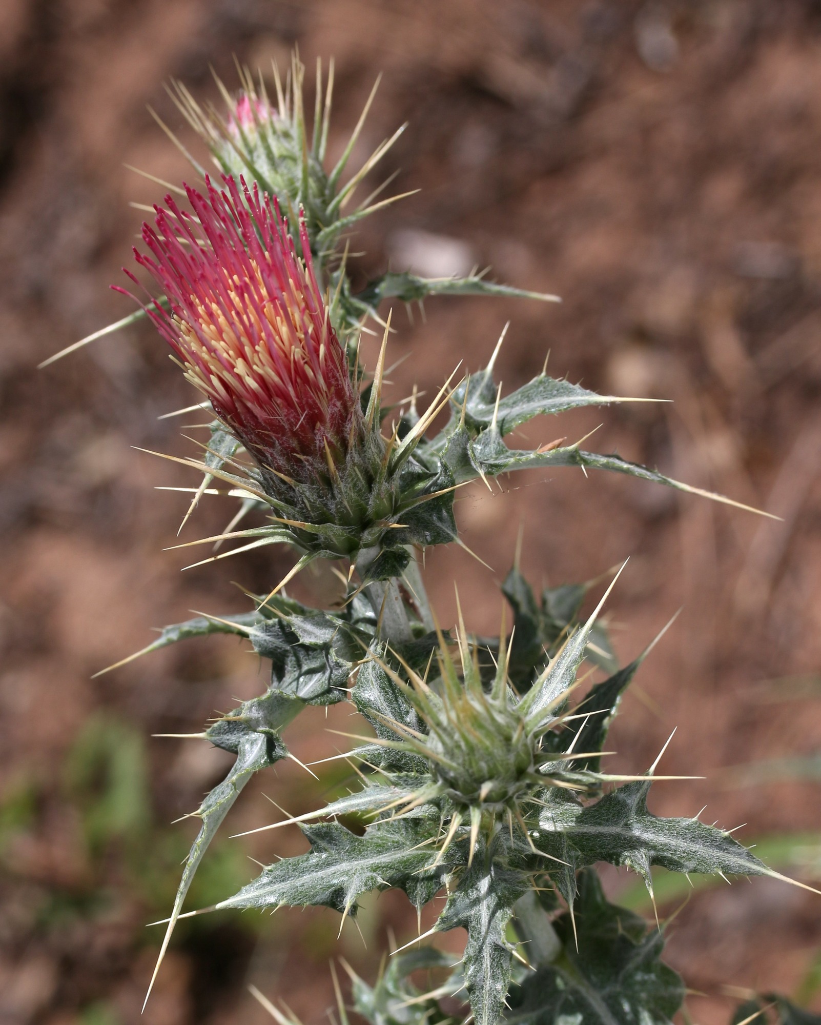 Cirsium arizonicum, Arizona thistle