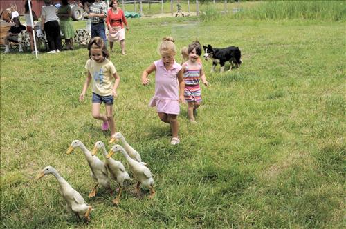 Herding ducks at The Spicy Lamb Farm in Cuyahoga Valley National Park