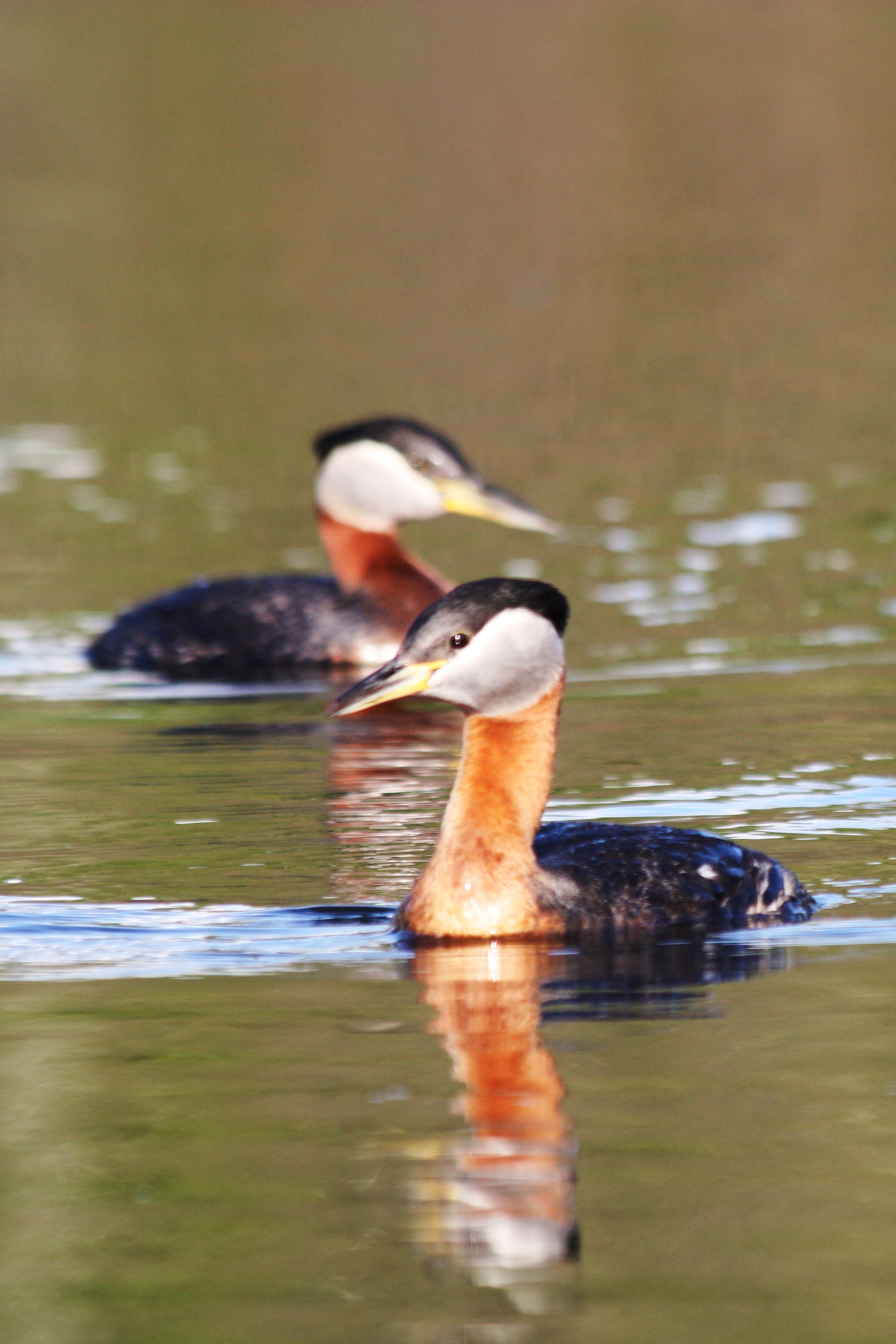 two red necked grebes in a pond
