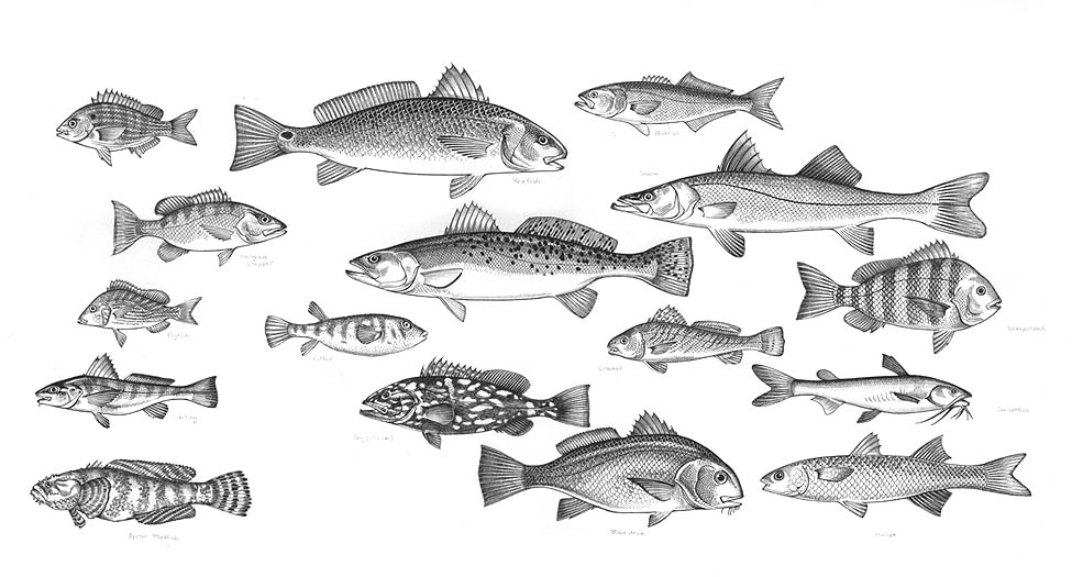 Montage of fish including a Pinfish, a Redfish, a Bluefish, a Mangrove snapper, a Spotted seatrout, a Snook, a Pigfish, a Puffer, a Croaker, a Sheepshead, a Whiting, a Gag (Grouper), a Sea catfish, an Oyster toadfish, a Black drum, and a Mullet.