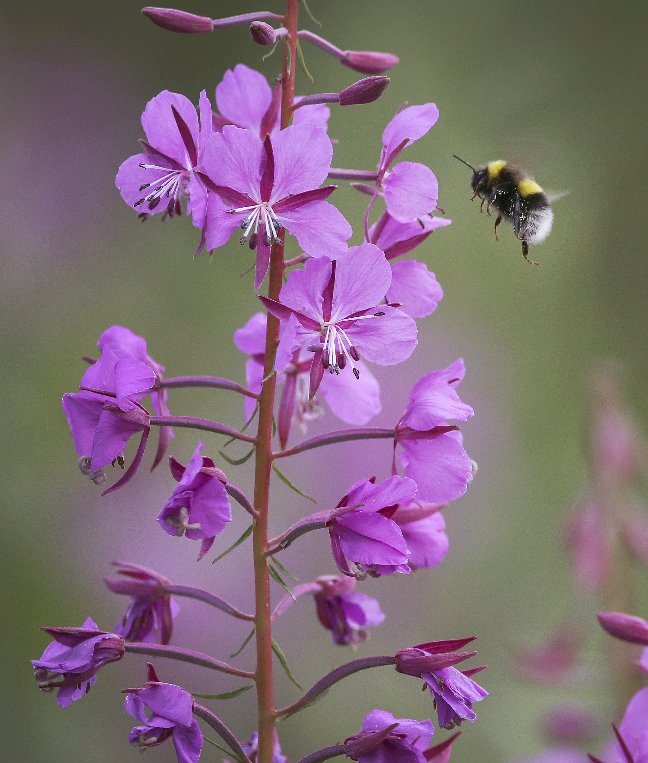 a bee landing on a pink wildflower