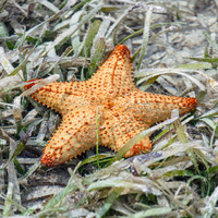 A birght orange sea star with five arms sits nestled in a bead of seagrass