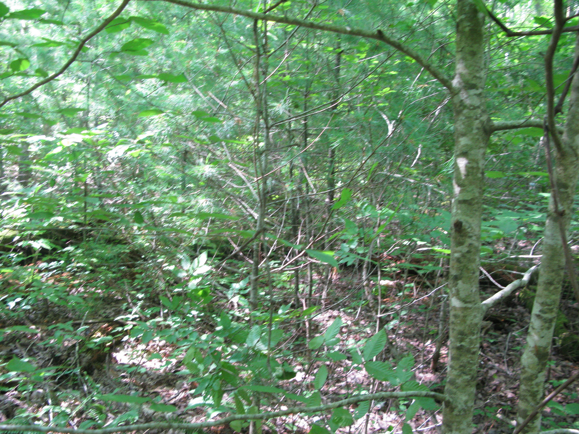 GRSM Accuracy Assessment. Plot Code: GRSM_AA_0165_4