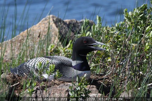 With blue lake waters churning in the background, a bird with a long bill, red eye, and black and white markings huddles on a nest between low shrubbery, grass, and several pink granite boulders