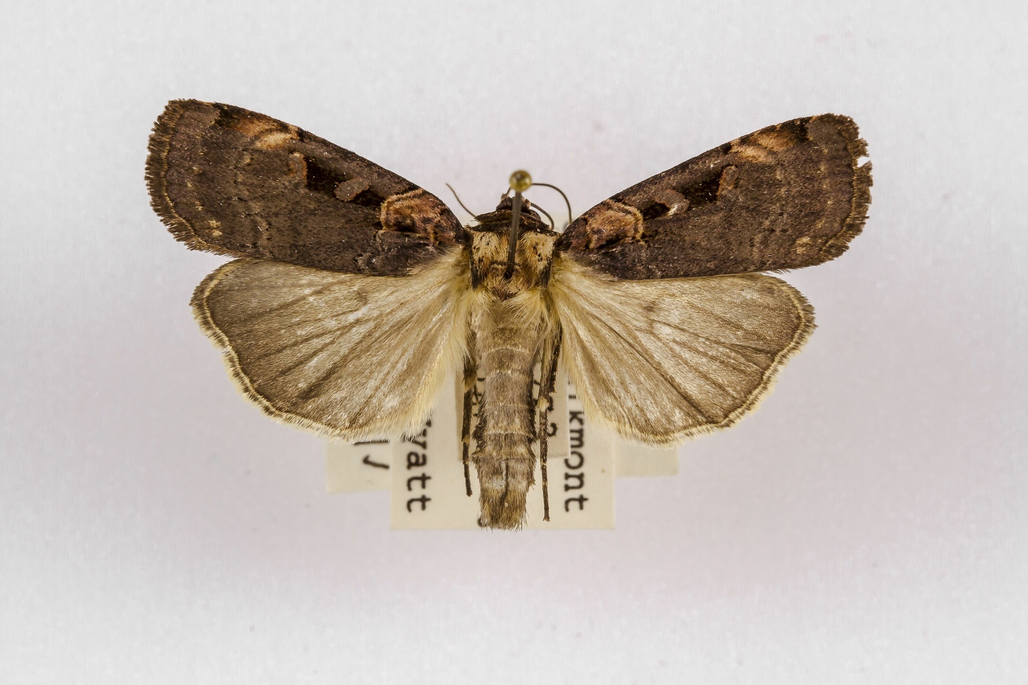 Image of Pseudohermonassa bicarnea, a species of Animalia