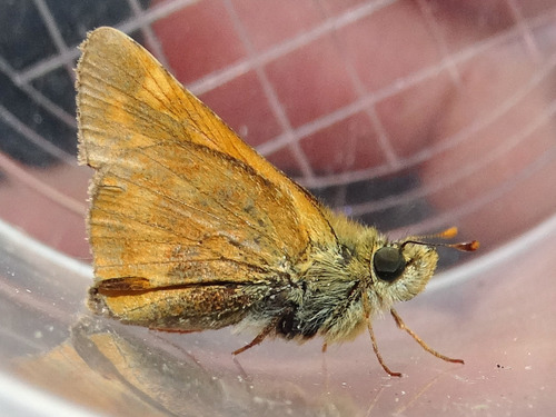 Ventral view of Woodland skipper butterfly