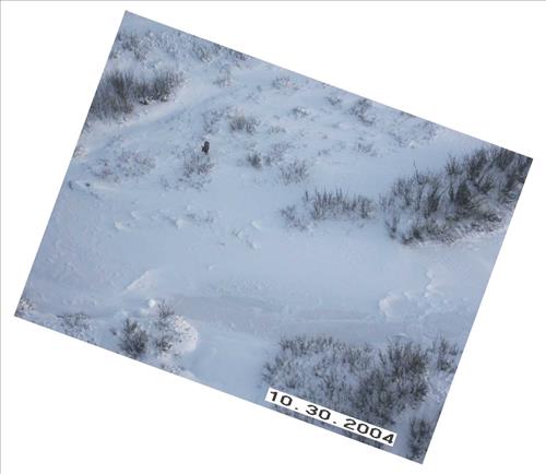 7 Gates of the Arctic National Park and Preserve Koyukuk Moose Survey 2004