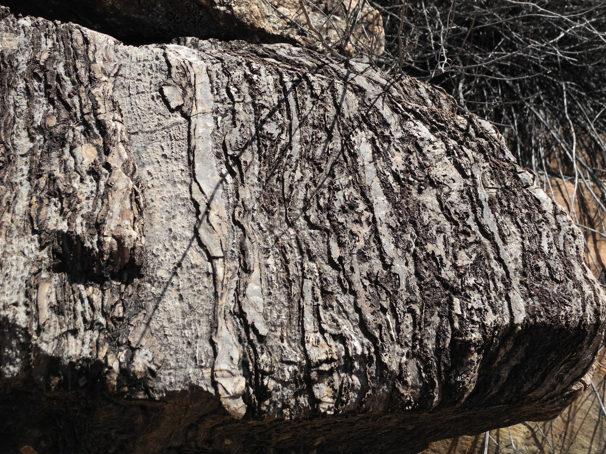 A marbled piece of rock with several textures on it.