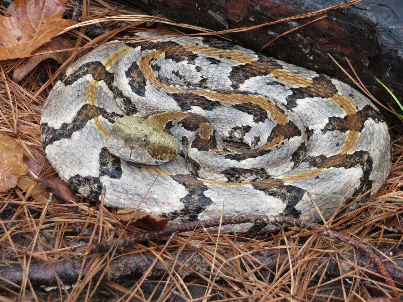 closeup of a coiled timber rattlesnake among pine needles and leaves