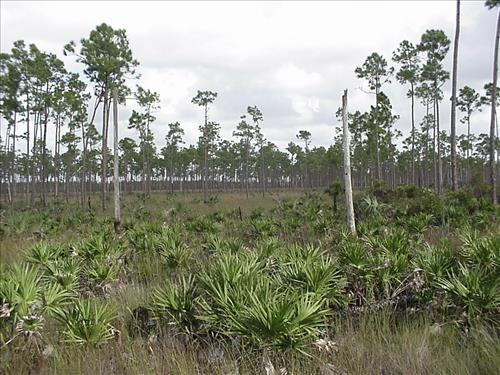 Regrowth in 2001 Pinelands prescribed burn at Everglades NP