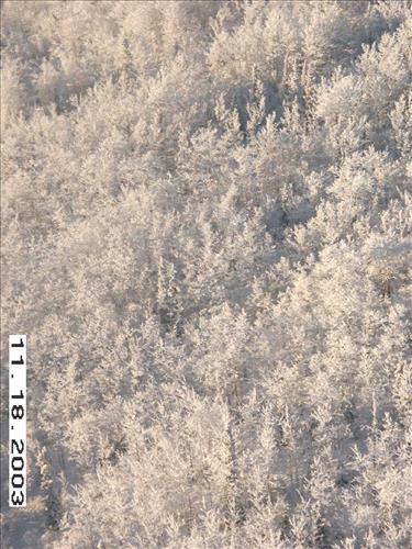 Moose Survey, Yukon-Charley, 2003 2