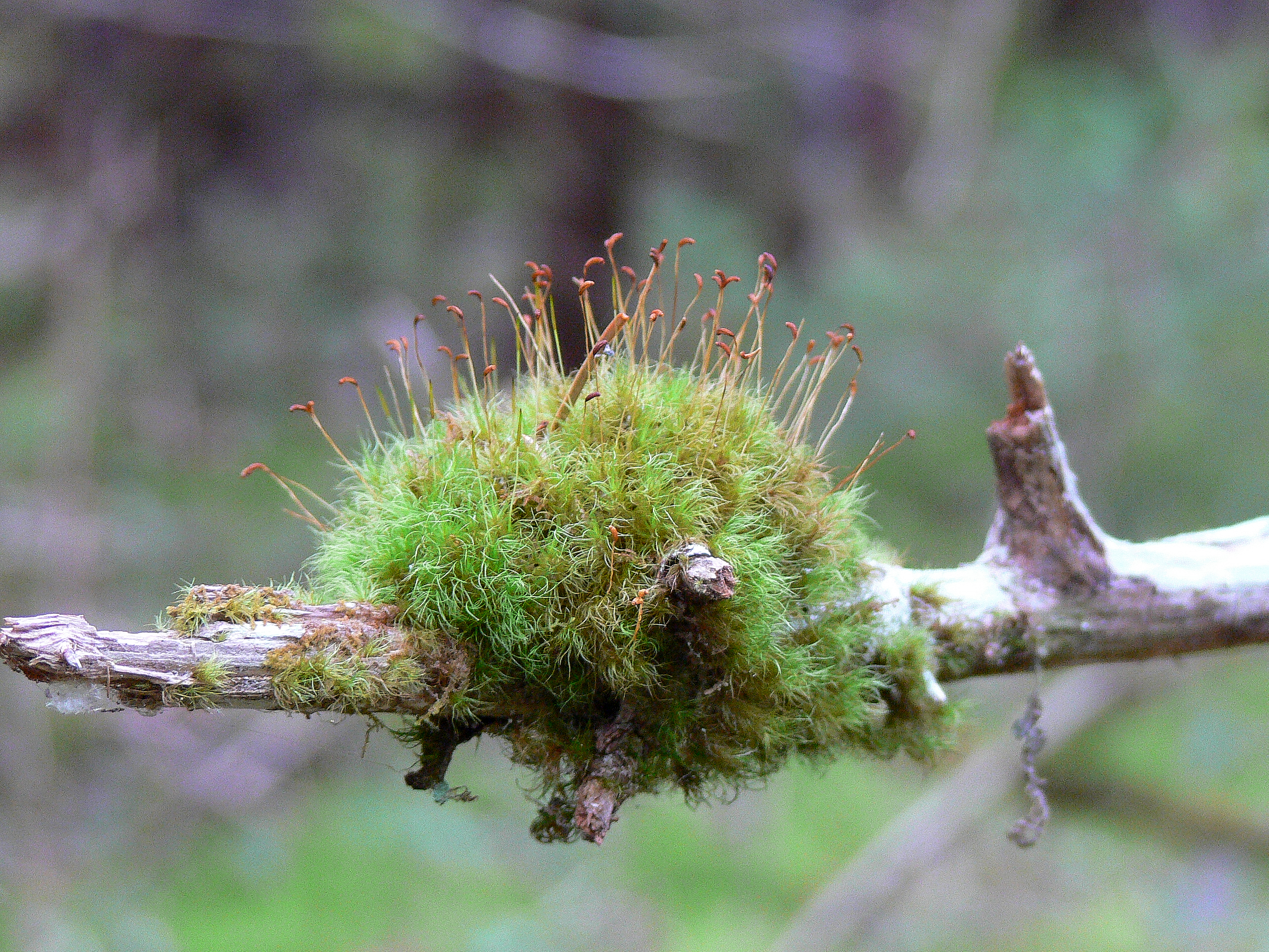 A clump of moss with small plants sprouting out of it sits on the end of a tree branch,