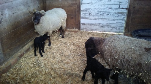 Two lambs with their mothers