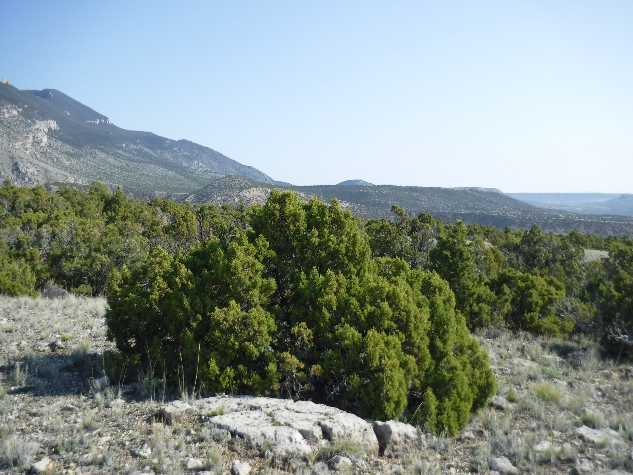 Image of the vegetation and landscape at photo point in Bighorn Canyon NRA 