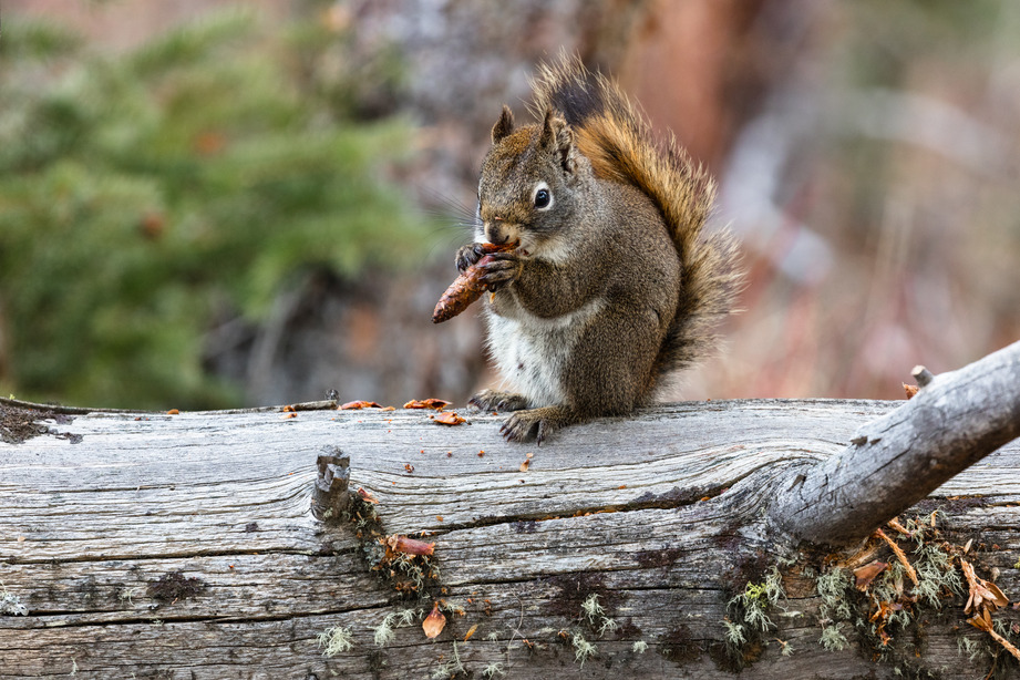 Red squirrel is sitting on a log eating a cone