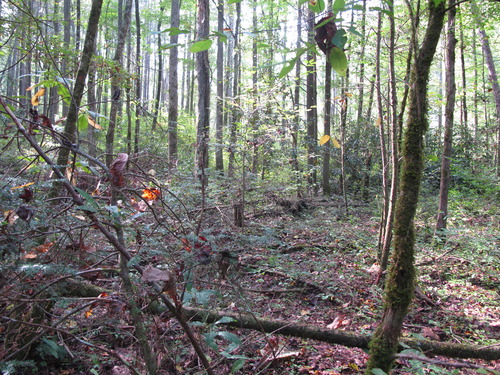 GRSM Accuracy Assessment. Plot Code: GRSM_AA_0346_4