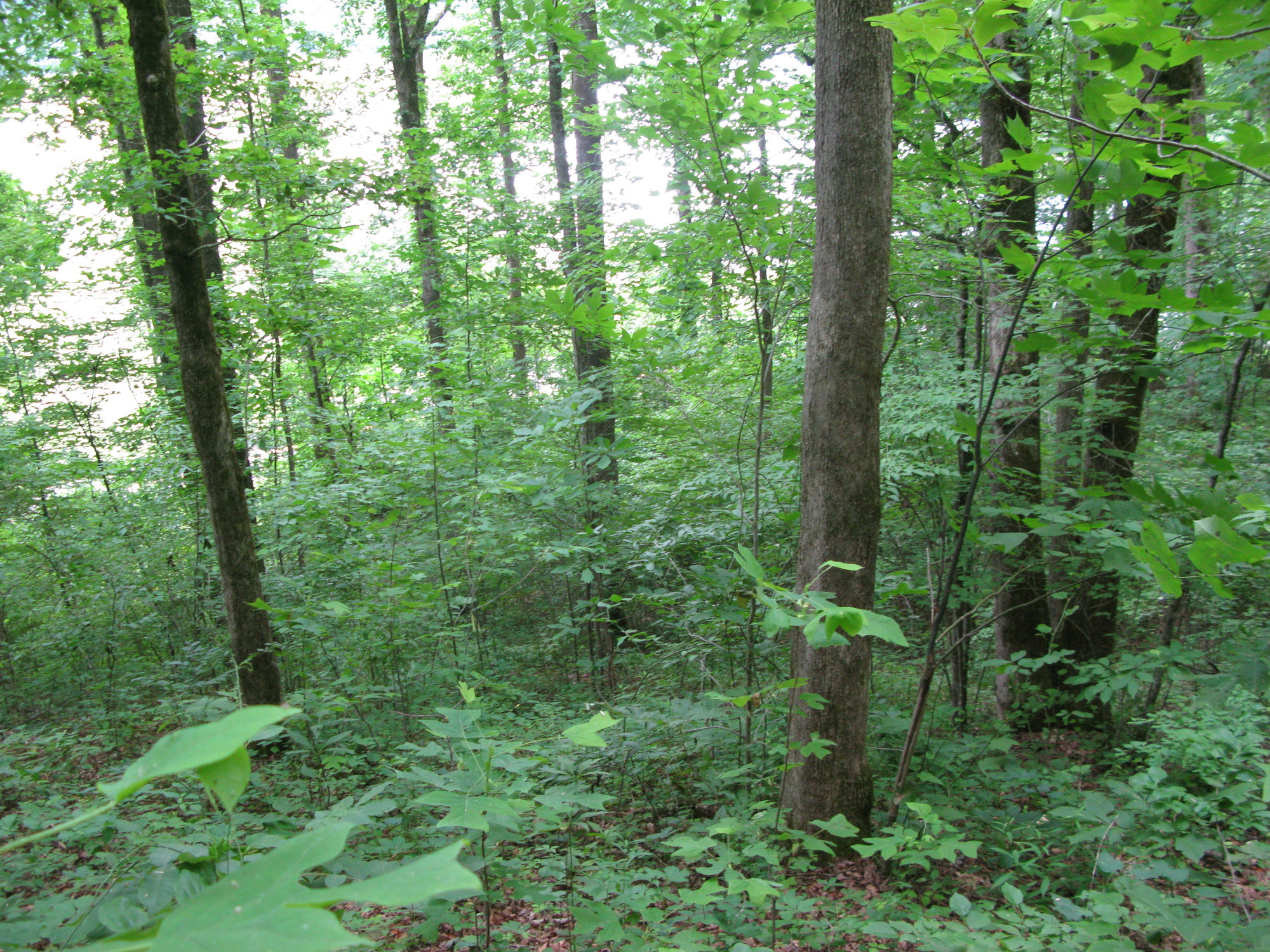 GRSM Accuracy Assessment. Plot Code: GRSM_AA_0725_5