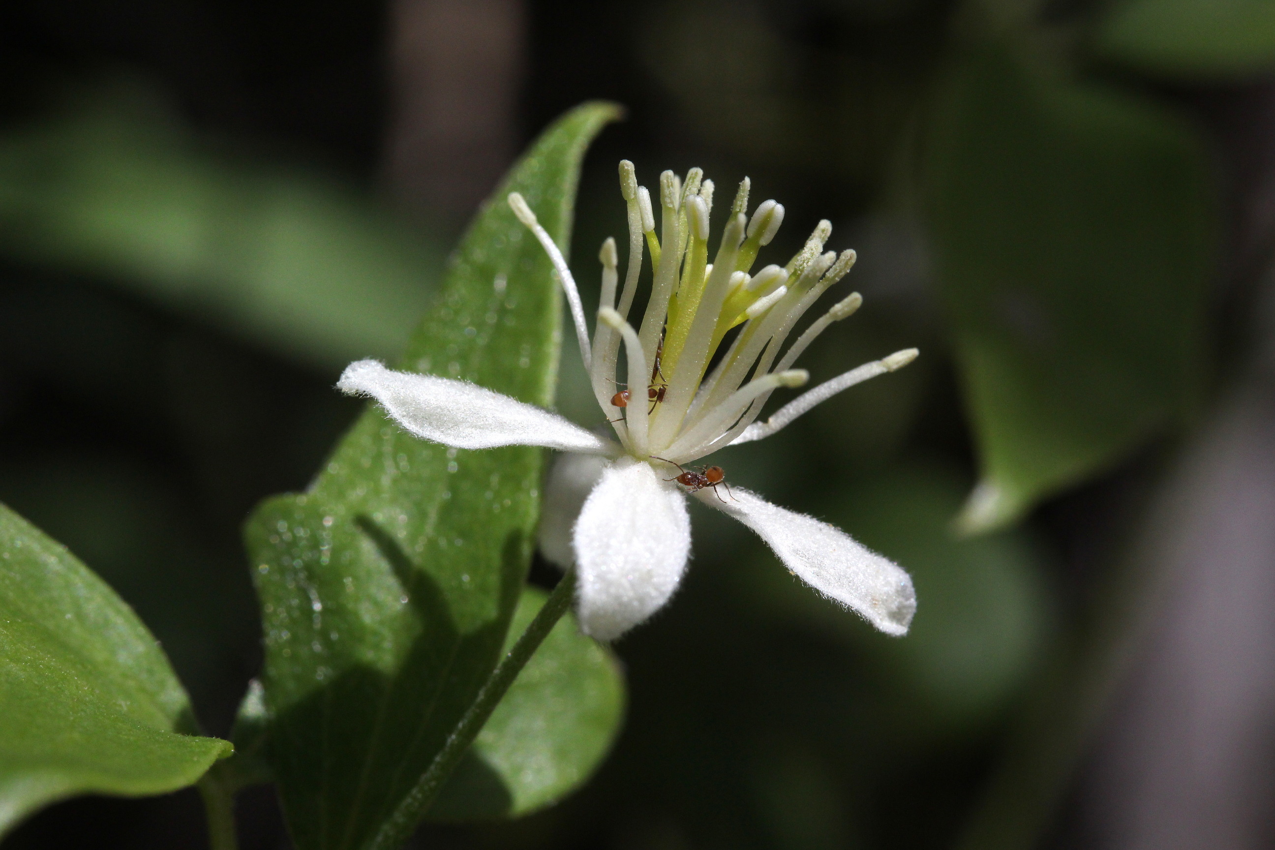 Clematis ligusticifolia, White virgin's-bower