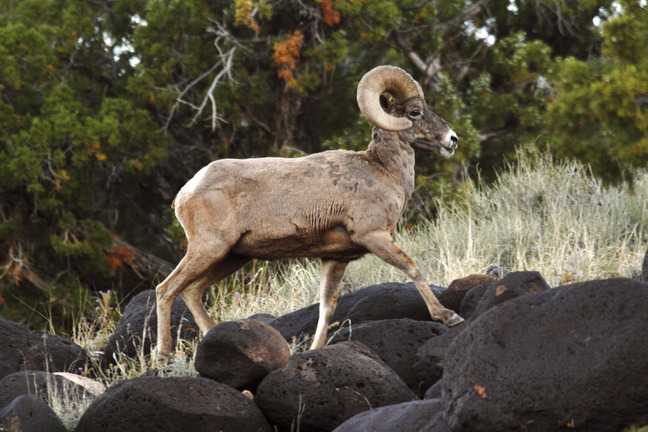 Large brown bighorn sheep with curled horn stepping on a black boulder, with green grass and juniper trees in the background. 