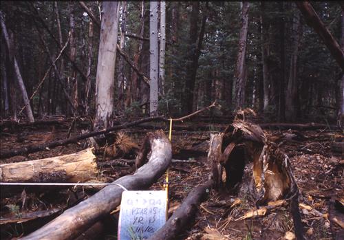 Fire effects monitoring photos of plot PIAB25 Q1-Q4 on North Rim of Grand Canyon NP 1993 - 2003