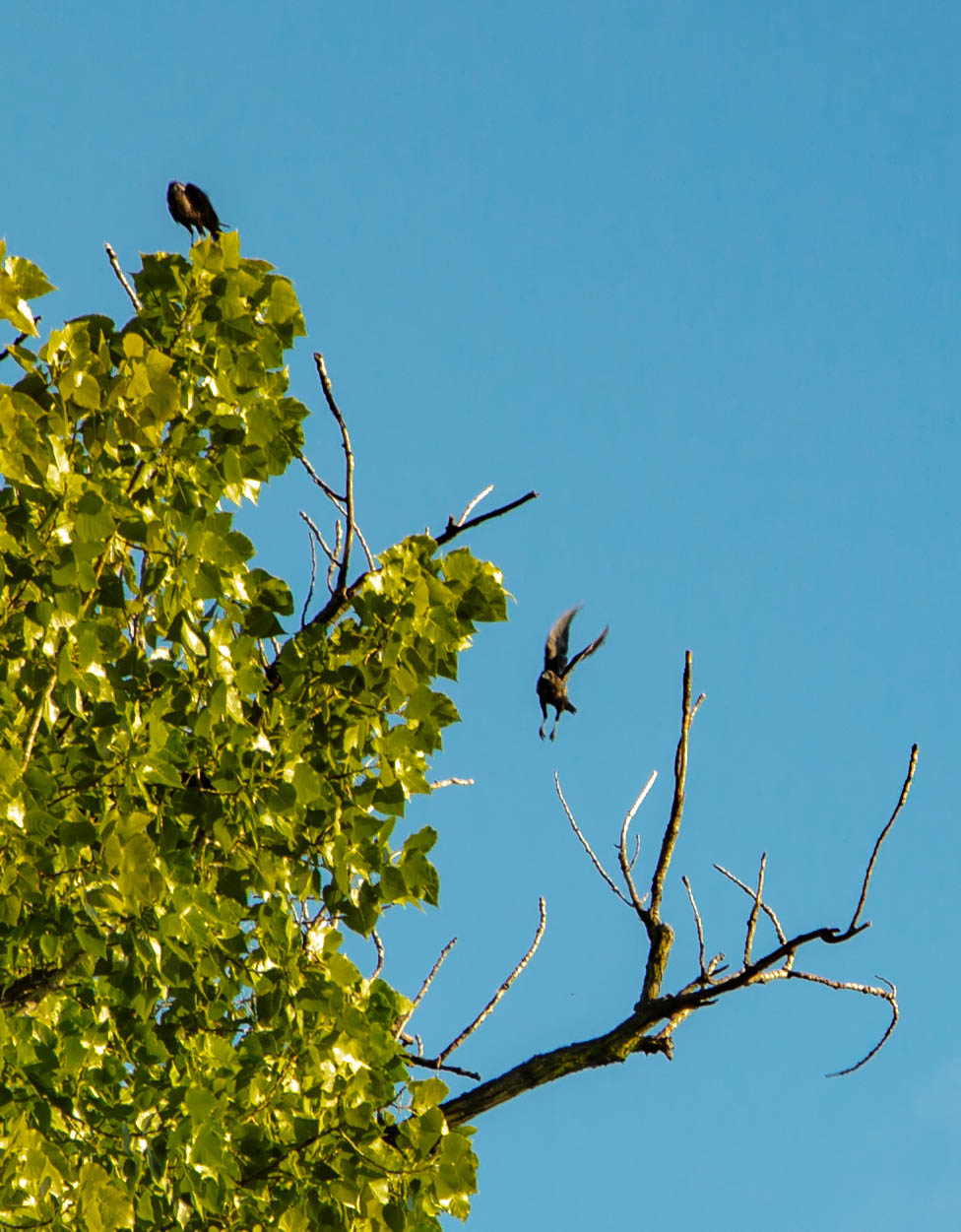 A bird standing and a bird landing on a treetop