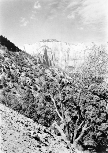 West Temple from the switchback on the Zion-Mt. Carmel Highway below the tunnel. Junipers in foreground.