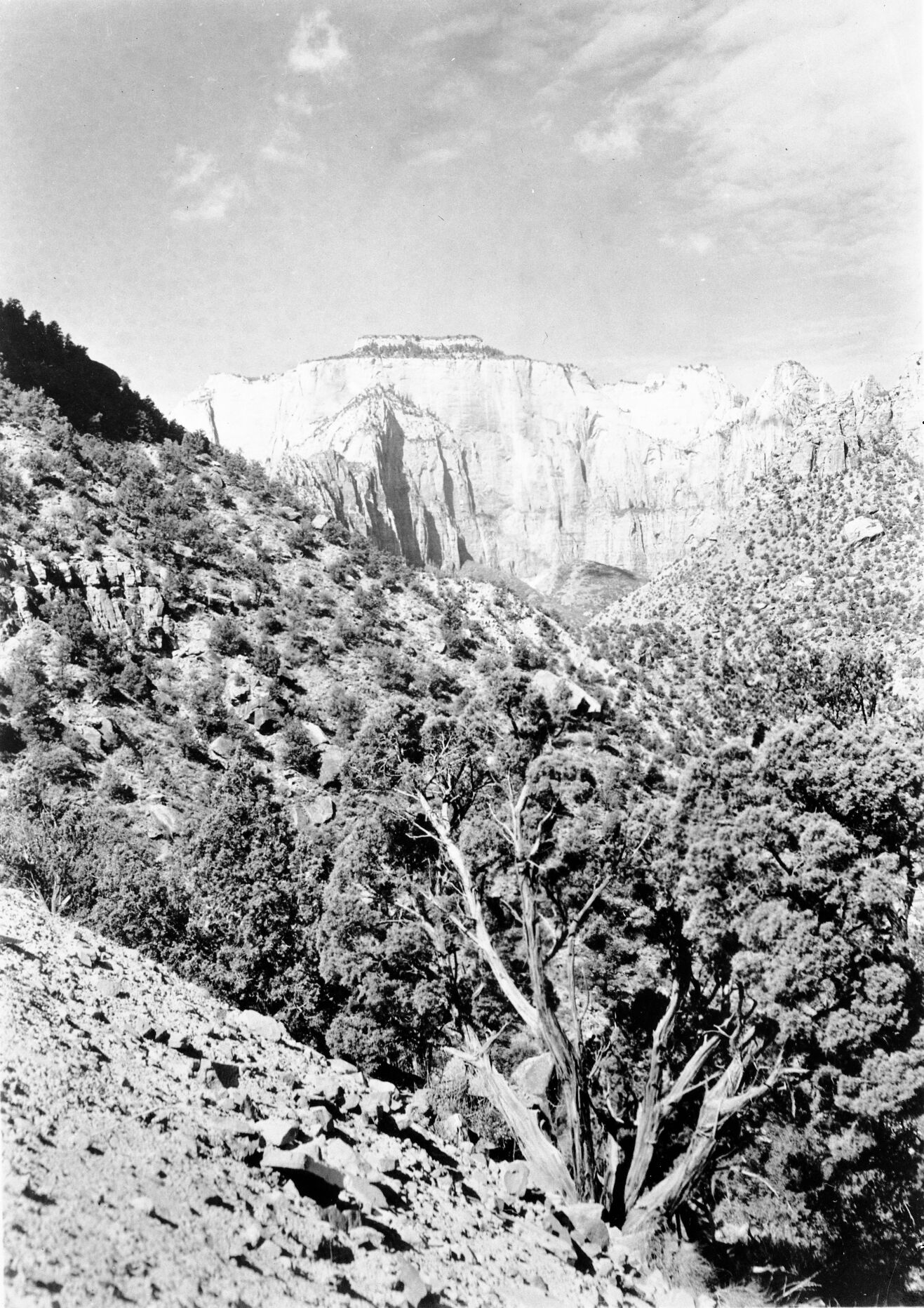 West Temple from the switchback on the Zion-Mt. Carmel Highway below the tunnel. Junipers in foreground.