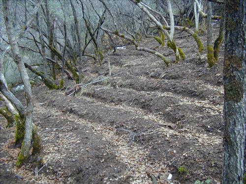 Marijuana cultivation sites in Pacific West Region parks from 2006-2008 showing vegetation clearing, chemicals, hillside terracing, weapons, and growers posing with poached bear.