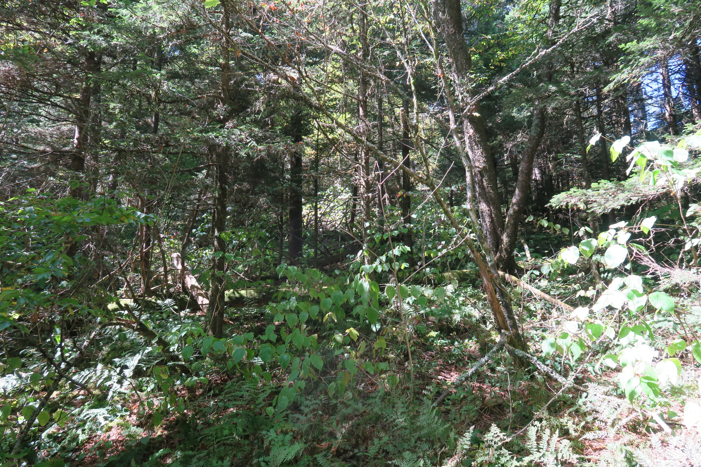 GRSM Accuracy Assessment. Plot Code: GRSM_AA_0763_5