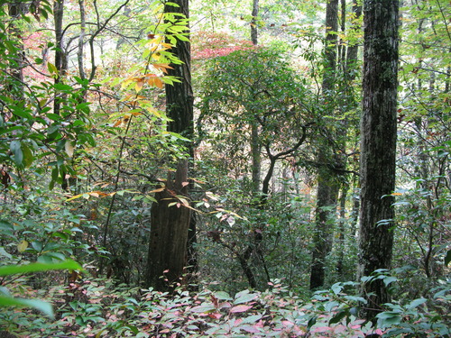 GRSM Accuracy Assessment. Plot Code: GRSM_AA_0267_6