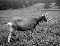 Goat standing in field