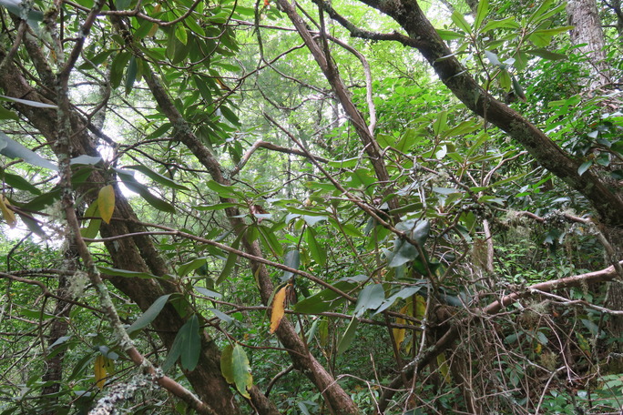 GRSM Accuracy Assessment. Plot Code: GRSM_AA_0804_4