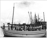 ST. NICHOLAS III (Sponge Diving Boat). 