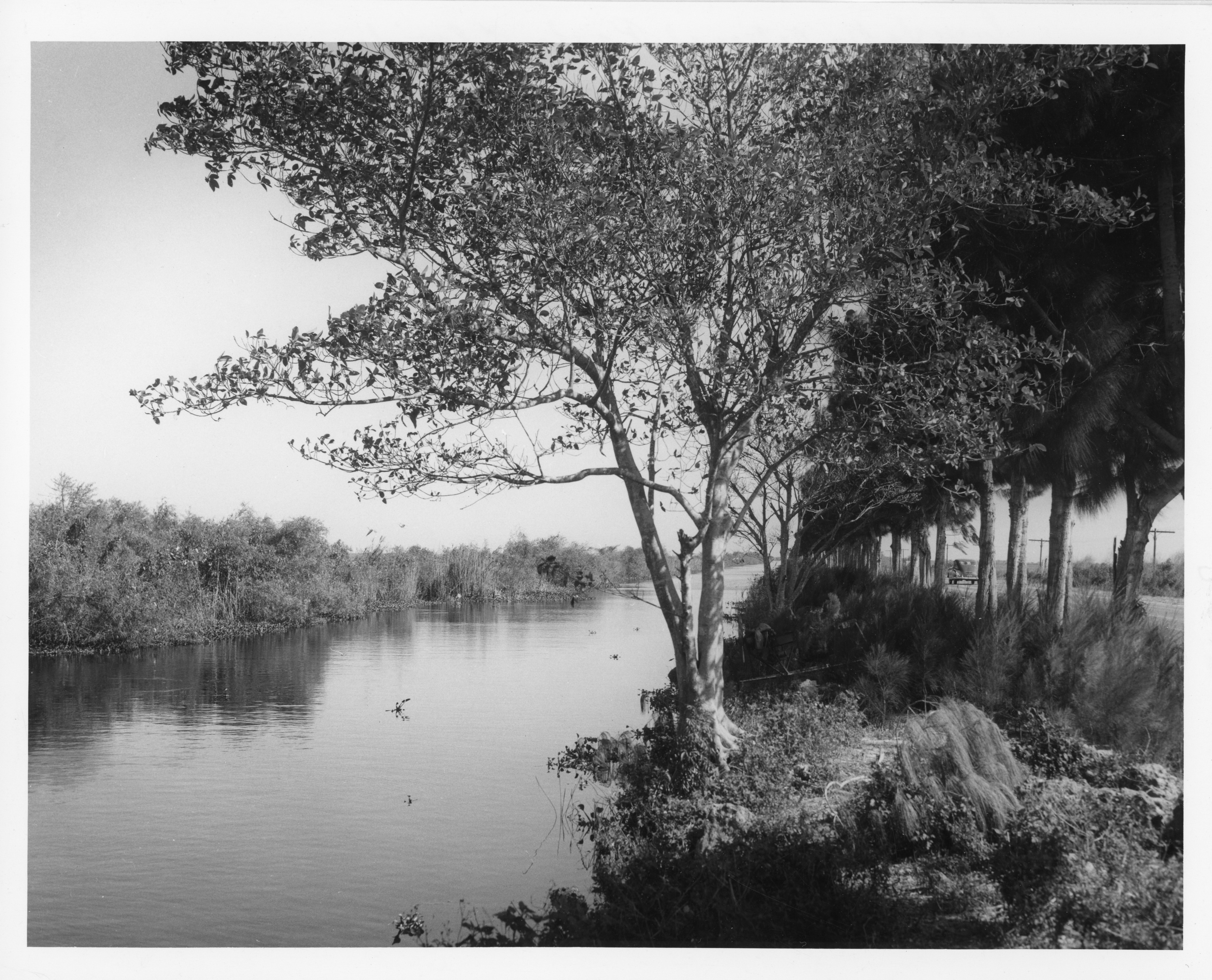 A canal lined with trees with a single tree standing in the foreground. 
