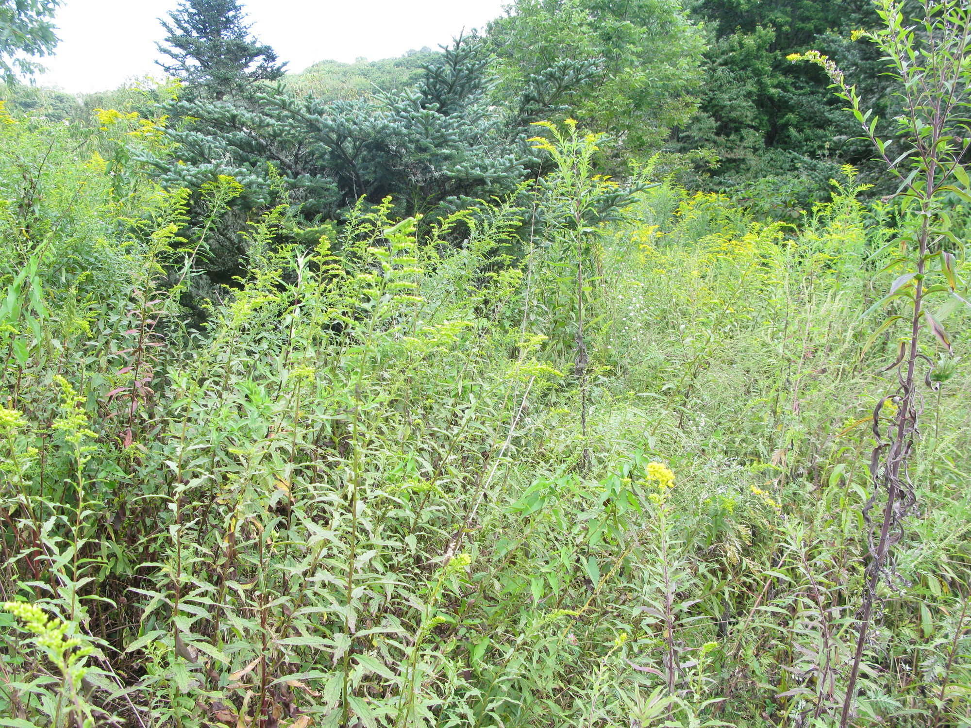 GRSM Accuracy Assessment. Plot Code: GRSM_AA_0053_3