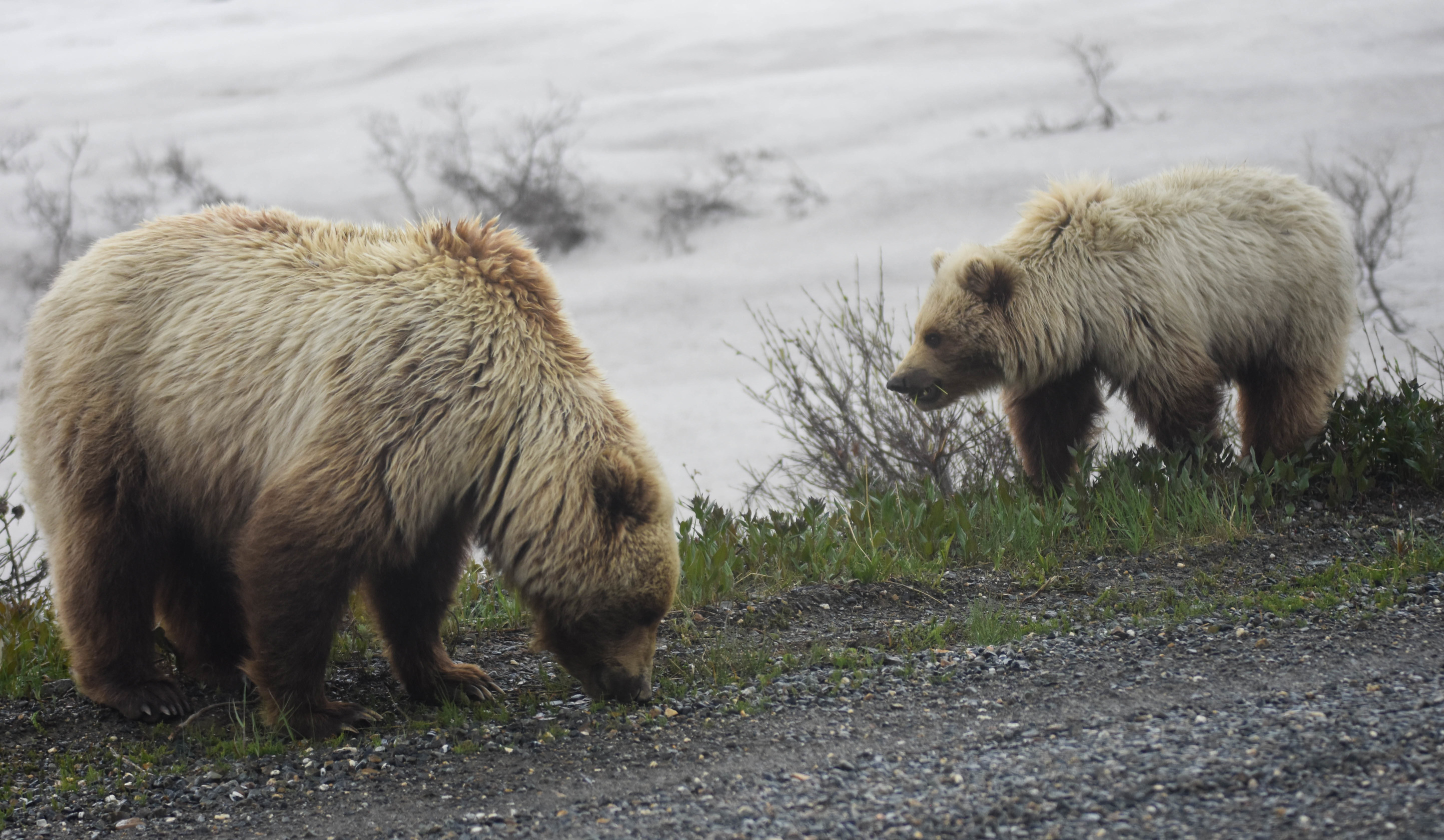 two grizzlies near a gravel road