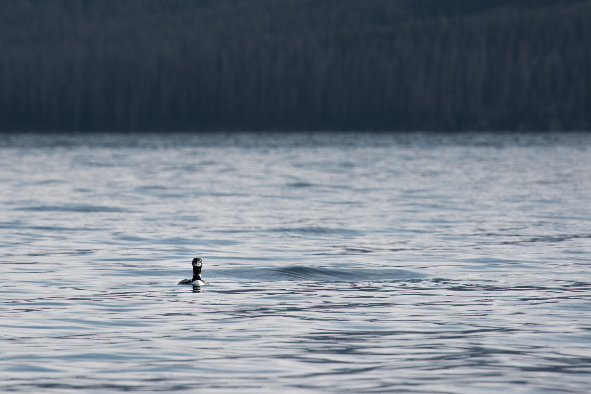 One loon is swimming toward the camera.