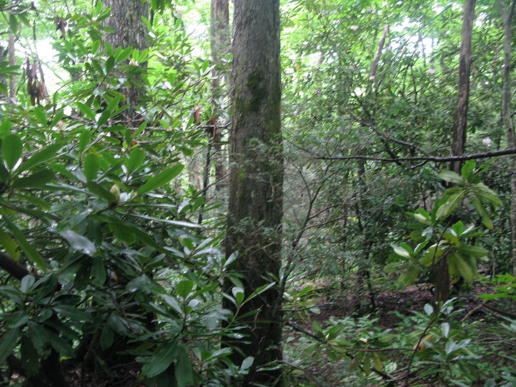 GRSM Accuracy Assessment. Plot Code: GRSM_AA_0353_2