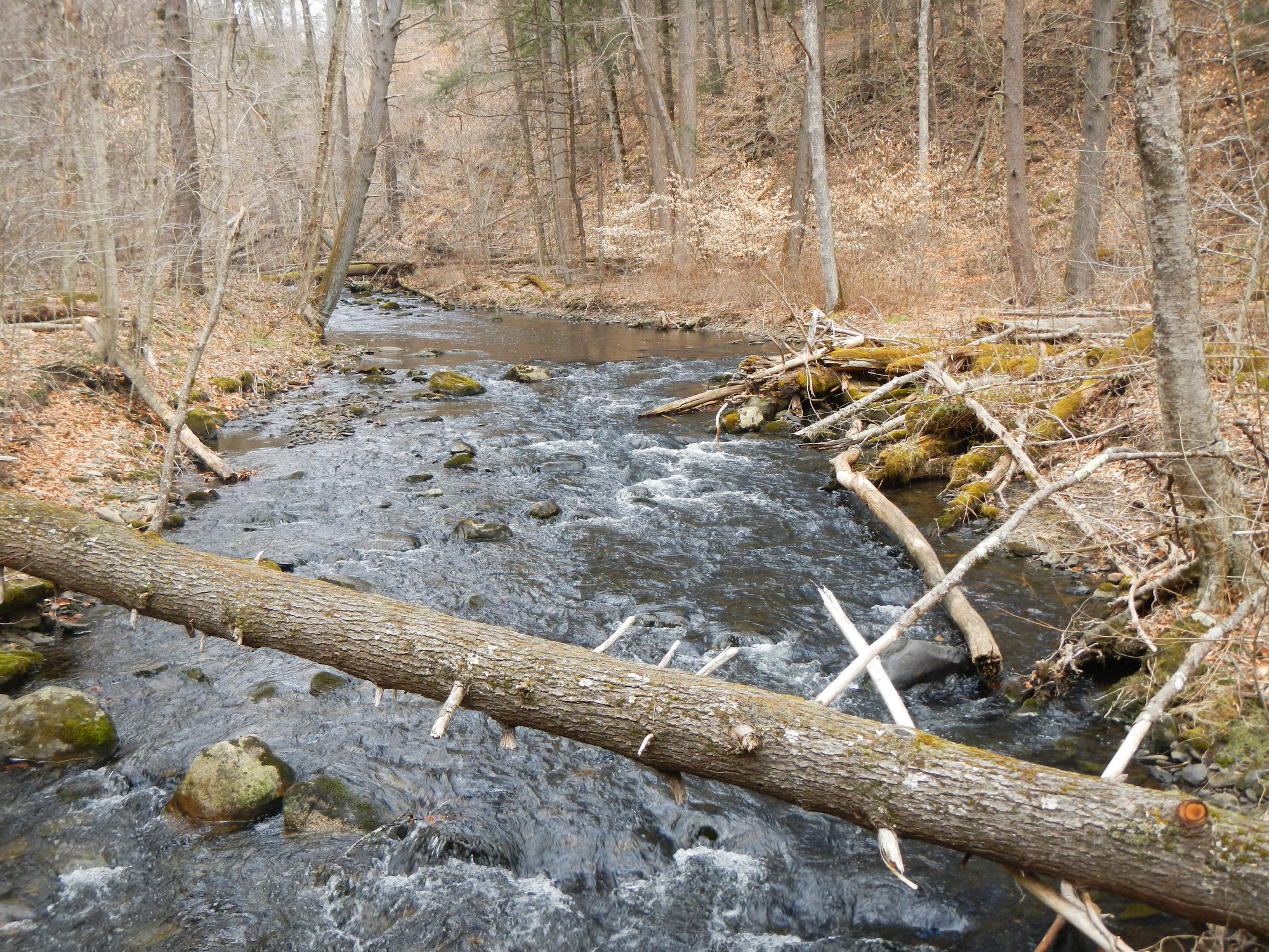 Site visit photo showing the upstream (UP) or downstream (DN) view of a wadeable stream reach taken during benthic macroinvertebrate monitoring at Delaware Water Gap National Recreation Area.